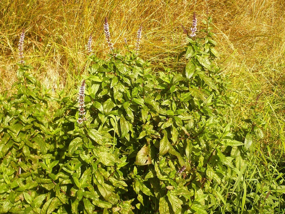 Mentha spicata (Lamiaceae)